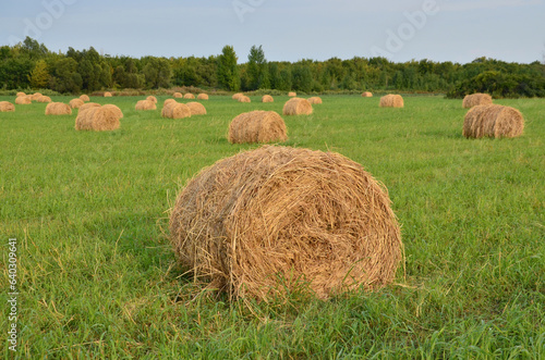 Пейзажи лета. Стог сена на зелёной траве
Landscapes of summer. Haystack on green grass