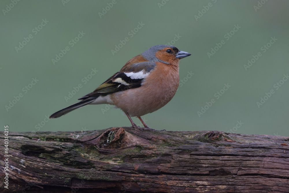 Male Common Chaffinch (Fringilla coelebs) Male Common Chaffinch (Fringilla coelebs)