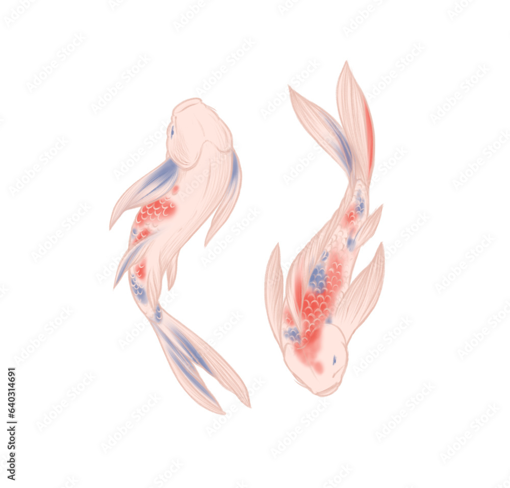 Fototapeta premium Pink koi carp Japanese fish hand drawn illustration with colored pencils isolated on white background Zen art