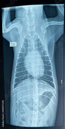 Röntgenaufnahme eines gesunden Hundes der Rasse Yorkshire Terrier. Das Radiographie Bild 