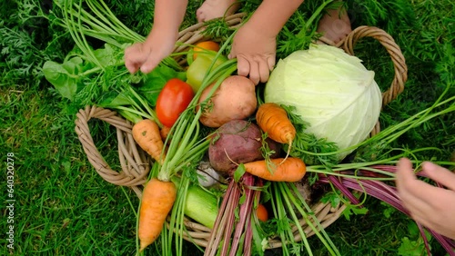 The family harvests vegetables in a basket in the garden. Selective focus. photo