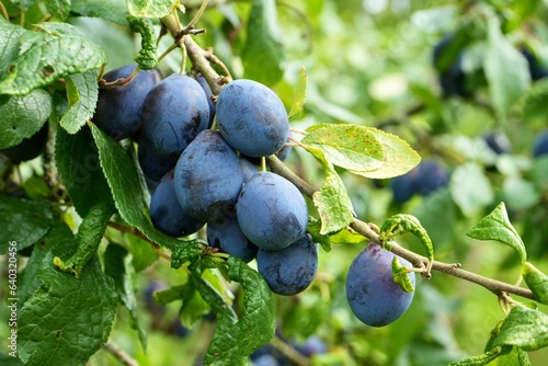Herefordshire Damsons growing on a tree. 