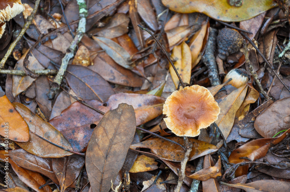 Fall forest floor with leaves and mushrooms.