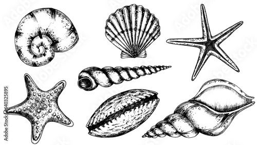 Vector Seashells set. Hand drawn illustration of sea Shells on isolated background. Drawing of Scallop and Starfish on outline style. Sketch of Cockleshell painted by black ink. Underwater line art.