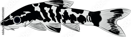 zebra oto, tiger oto tropical freshwater catfish. Otocinclus cocama freshwater ornamental fish graphic illustrations aquarium catfish photo