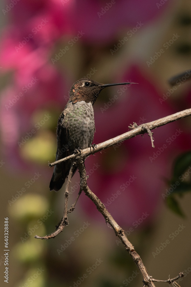 Obraz premium Anna's Hummingbird Perched on a Branch in the Garden Tongue Out