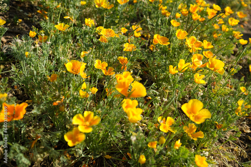 meadow of yellow and orange flowers in the mountains