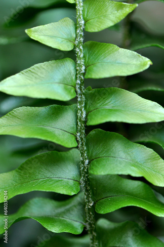 folhas de planta verde samanbaia  photo