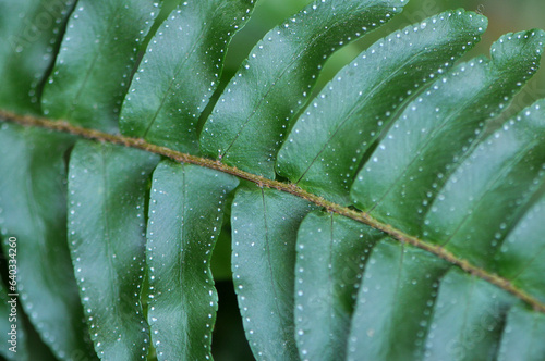 folhas de planta verde samanbaia  photo