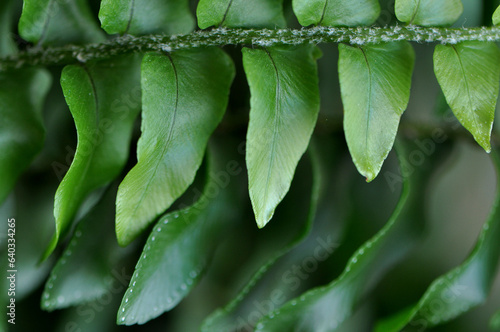 folhas de planta verde samanbaia  photo