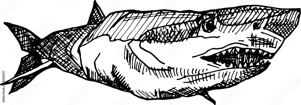 Obraz premium Shark hand drawn sketch in doodle style illustration