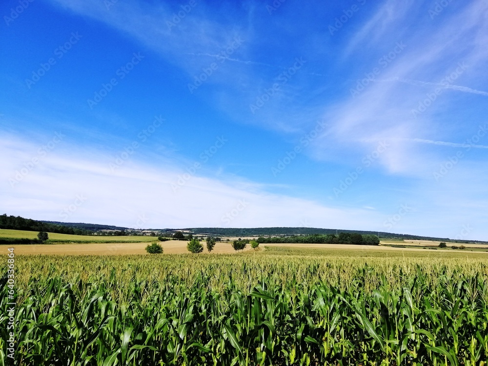 A corn field on a clear day. Front selective focus image of an organic corn field. Picturesque landscape of agricultural fields in Burgundy, France A corn field on a clear day. Front selective focus image of an organic corn field. Picturesque landscape of agricultural fields in Burgundy, France