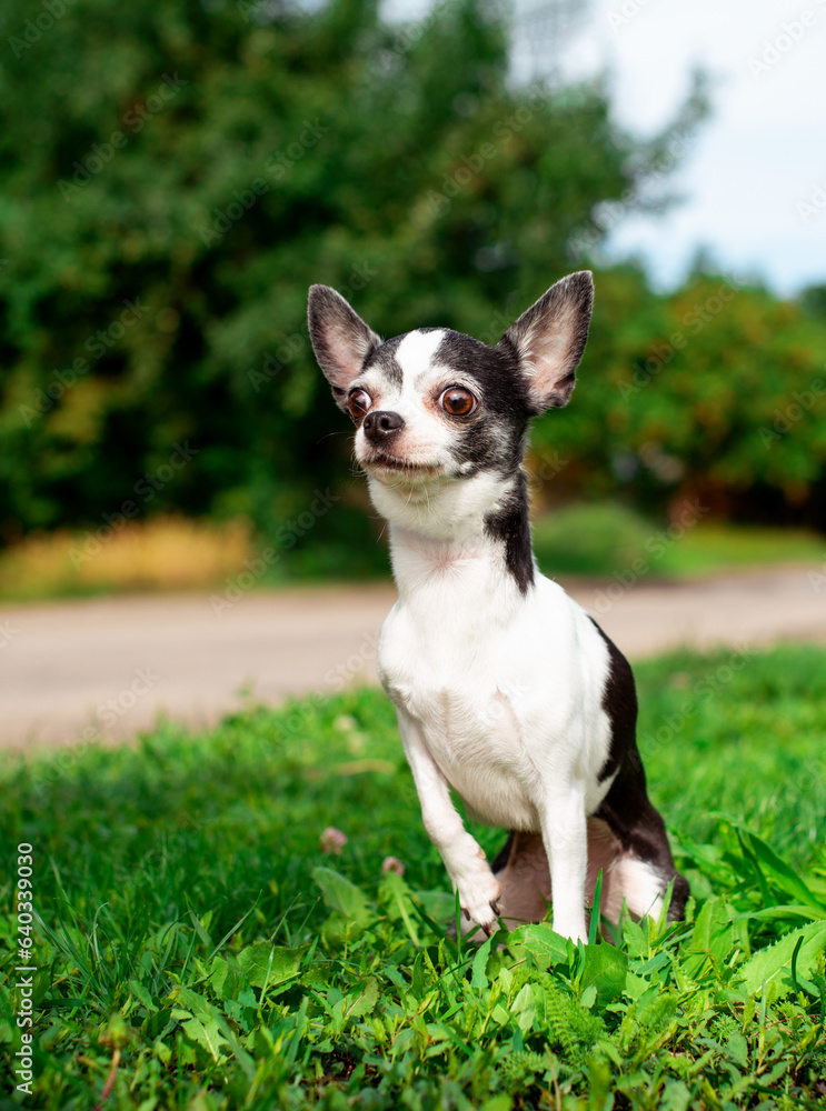 A small chihuahua dog sits on green grass against a background of blurred trees. The dog looks ahead carefully. The photo is vertical and blurry A small chihuahua dog sits on green grass against a background of blurred trees. The dog looks ahead carefully. The photo is vertical and blurry