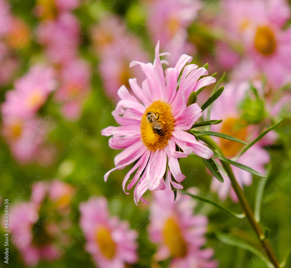 Growing autumn flowers. Pink asters bloomed in the garden in autumn. Growing autumn flowers. Pink asters bloomed in the garden in autumn.