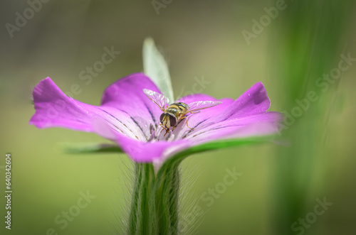 Schwebfliege auf Kornrade photo