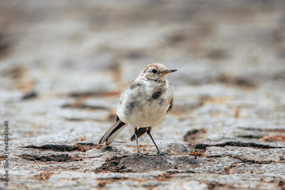 Fototapeta premium A young White wagtail stands on the stone ground and looks towards the camera lens. 