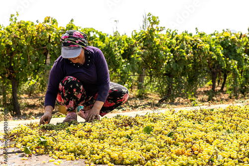 The process of cutting raisins from the vineyards and laying them on the ground to dry