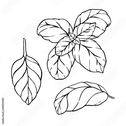 Hand drawn sketch black and white set of basil, leaf. Vector illustration. Elements in graphic style label, sticker, menu, package. Engraved style illustration