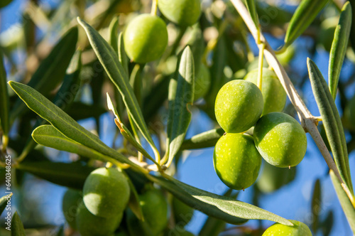 Macro fotograf  a de unas aceitunas colgando en las ramas del olivo. Imagen con espacio de copia.