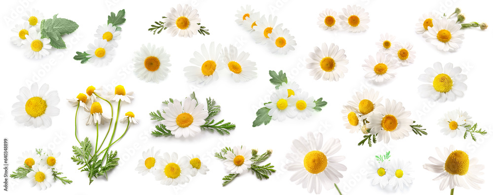 Obraz premium Collage of fresh chamomile flowers on white background