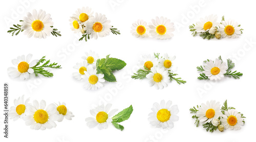 Collection of fresh chamomile flowers on white background
