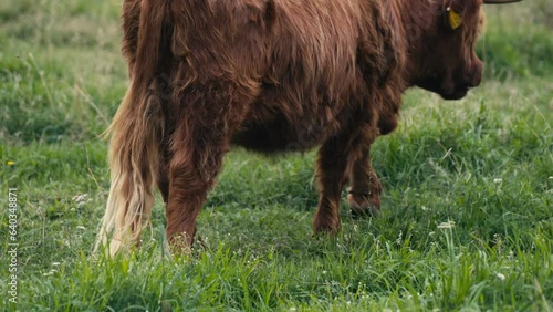 Highand cow photo