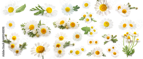 Collage of fresh chamomile flowers on white background
