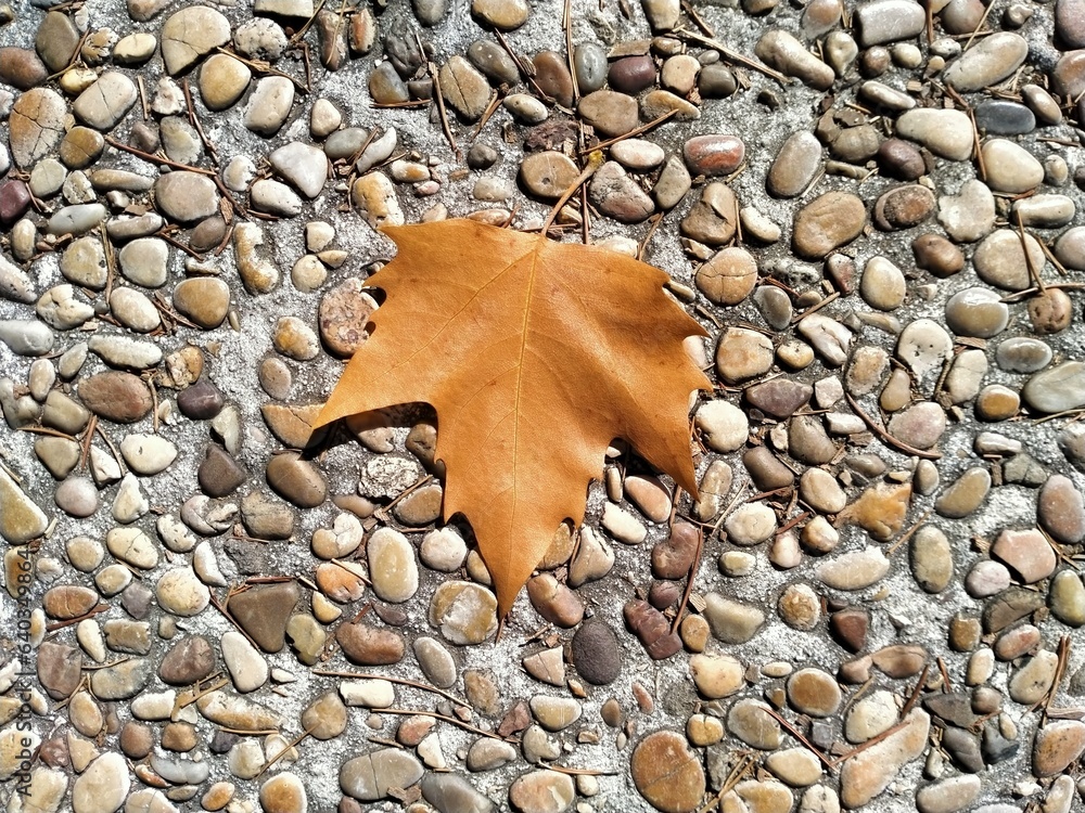 Hoja de plátano de indias de color anaranjado y seca caída sobre suelo de piedras y cantos, final del verano, premonición del otoño Hoja de plátano de indias de color anaranjado y seca caída sobre suelo de piedras y cantos, final del verano, premonición del otoño