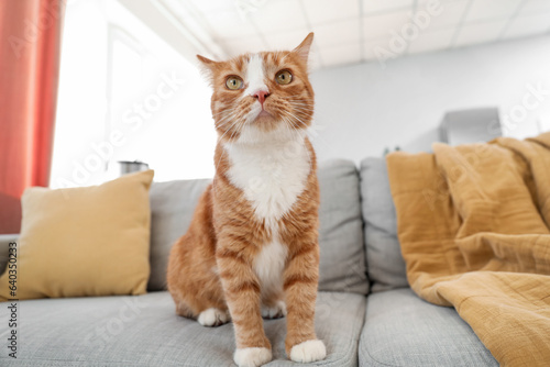 Cute red cat sitting on grey couch at home © Pixel-Shot