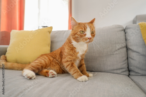 Cute red cat lying on grey couch at home