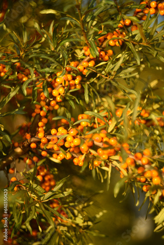 Ripe sea buckthorn berries on the branches. Orange berries.