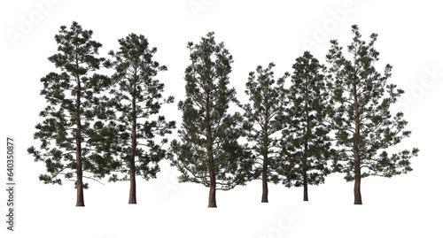 Araucaria cunninghamii, pine, hoop pine, colonial pine, Queensland pine,  Dorrigo pine, Moreton Bay pine, Richmond River pine, light for daylight, easy to use, 3d render, isolated photo