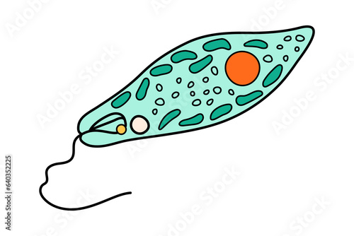 Euglena Viridis proteus science icon with nucleus, vacuole, contractile. Biology education laboratory cartoon protozoa organism. Bold bright unicellular microorganism. Vector illustration isolated on