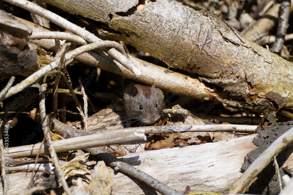 vole (mouse) in natural habitat. Looking out from between the woodpile. vole (mouse) in natural habitat. Looking out from between the woodpile.