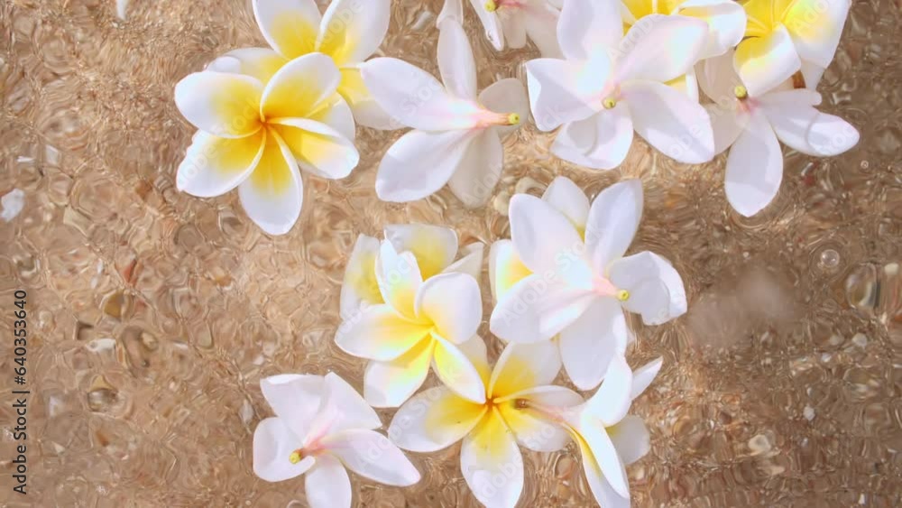White Plumeria frangipani flower on water surface and falling water drops, waves on tropical sand beach. Water splash. Pure water with reflections sunlight and shadows. . High quality 4k footage White Plumeria frangipani flower on water surface and falling water drops, waves on tropical sand beach. Water splash. Pure water with reflections sunlight and shadows. . High quality 4k footage