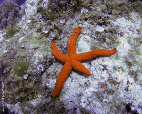 starfish on the beach