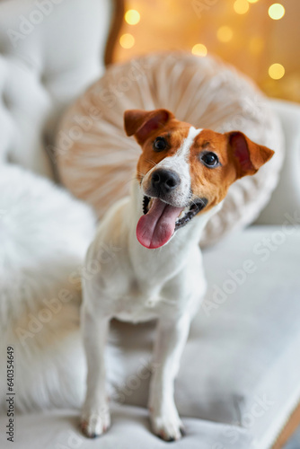 Cute and Funny Jack Russell Terrier is waiting for the holiday at home.