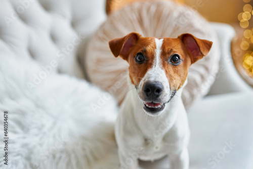 Cute and Funny Jack Russell Terrier is waiting for the holiday at home. © Inna Vlasova