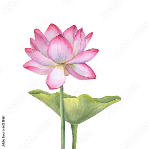 Pink Lotus flower and green Leaf. Blooming Water Lily. Watercolor illustration isolated on white background. Hand drawn composition for poster, cards, greeting, cosmetics packaging, spa center