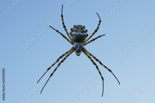 Argiope lobata, spider with the sky in the background

