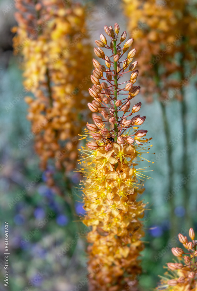 Peach Colored Foxtail Lily Flowers Desert Candles with Little Buds Peach Colored Foxtail Lily Flowers Desert Candles with Little Buds