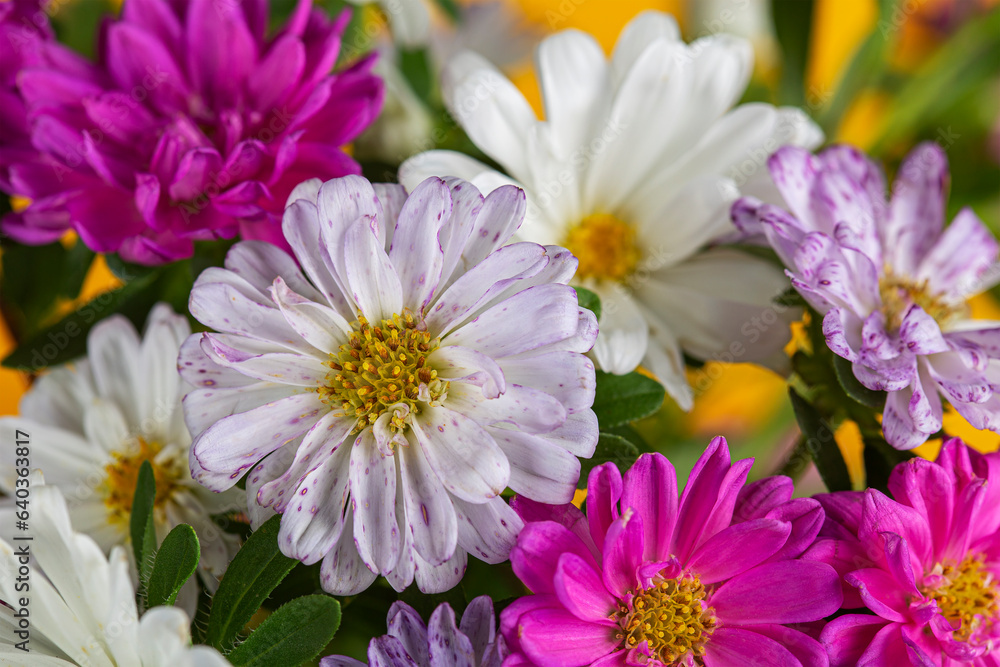 background of white, pink and lilac flowers