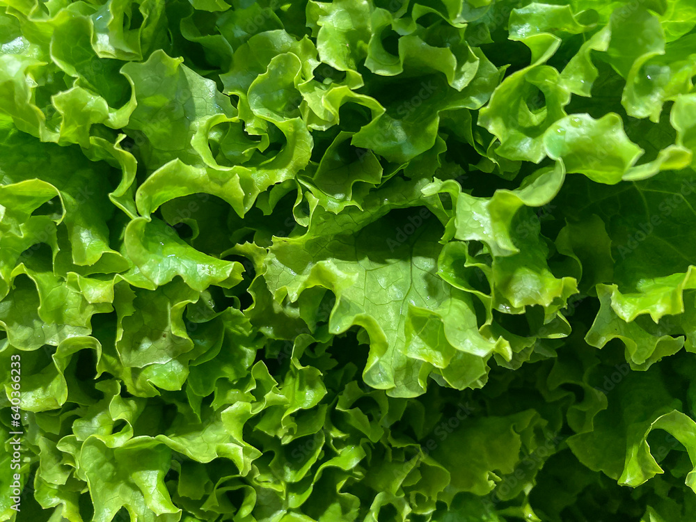 Curly lettuce. Ripe green leaf close up view. Curly lettuce. Ripe green leaf close up view.