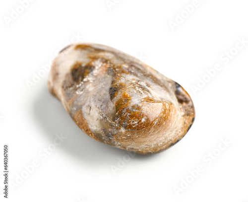 Polished brown and white ri...