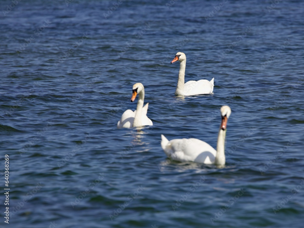 Fototapeta premium Schwäne auf dem Wasser