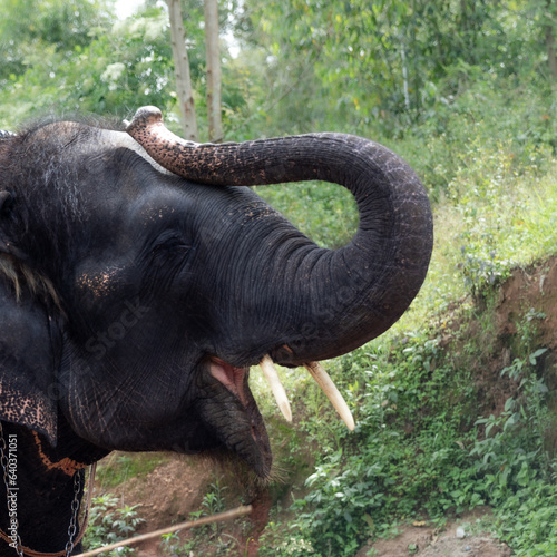 Royal Elephant Trunk up to Salute in Munnar Gods on country, Kerala