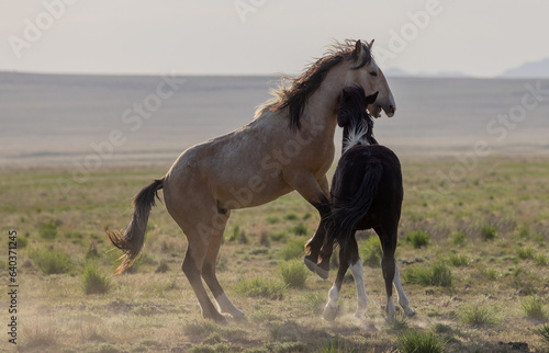 Wild Horse Stallions Fighting in the Utah Desert © natureguy