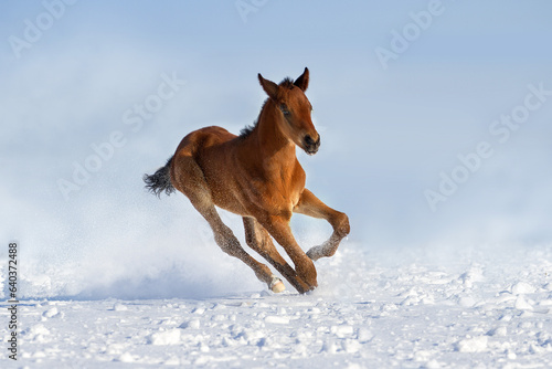 Foal run in snow