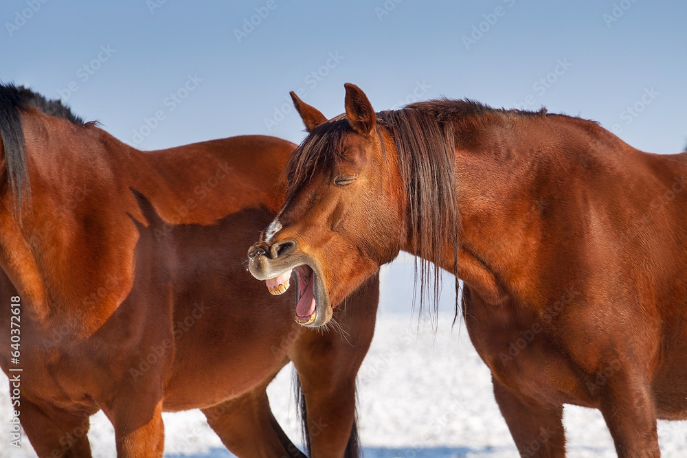 Red horse yawns