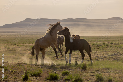 Wild Horse Stallions Fighting in the Utah Desert in spring © natureguy